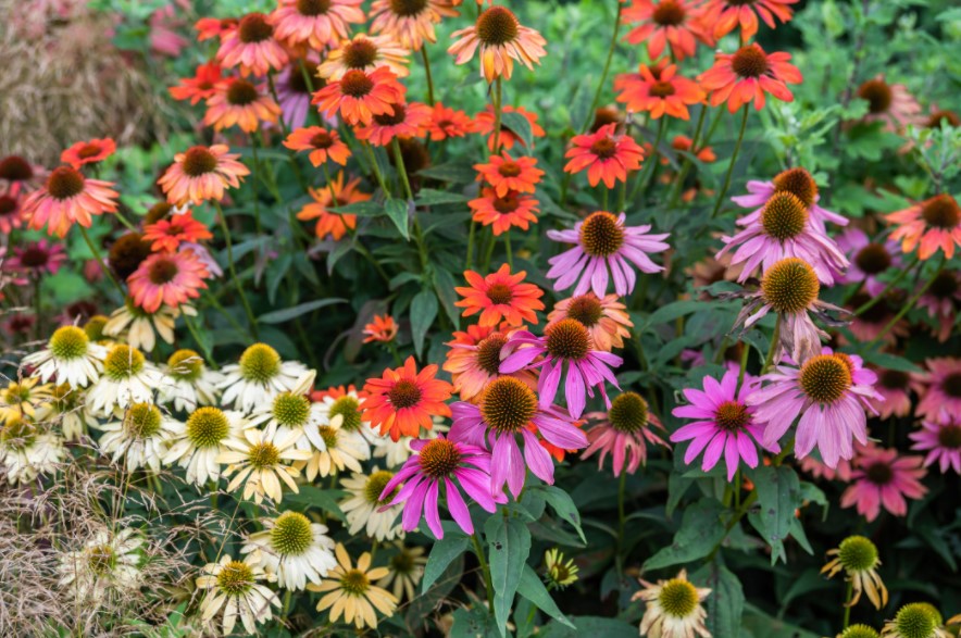 Perennials are The #1 Flowering Plants Used In Flower Gardens and Beds