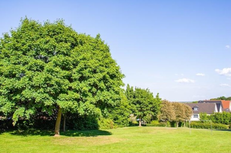 Exploring the Signs Your Trees Need Professional Care